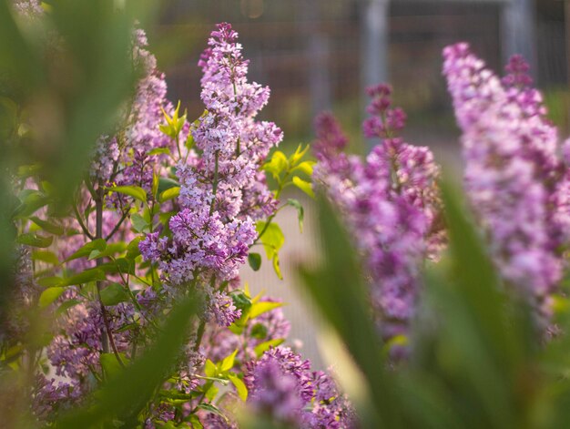 Сирень Syringa vulgaris цветет теплым весенним солнечным днем