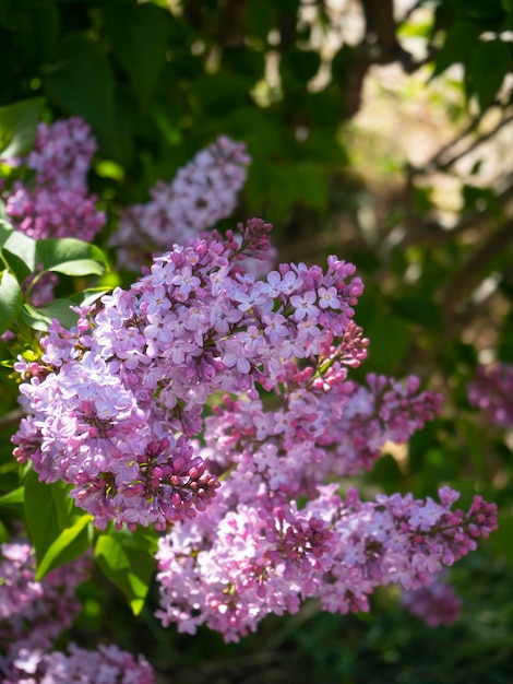 Lilac Syringa vulgaris blooms warm spring Sunny day