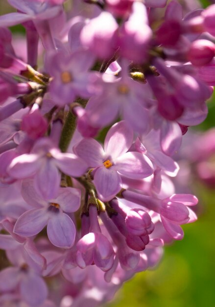 Сирень Syringa vulgaris цветет теплым весенним солнечным днем