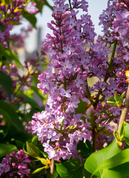 Сирень Syringa vulgaris цветет теплым весенним солнечным днем