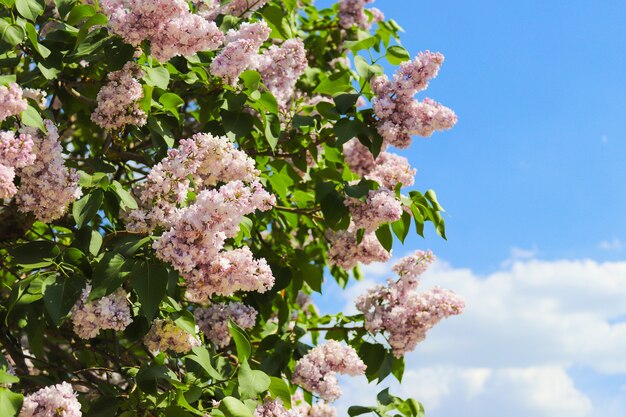 花が咲くライラックの木の茂み