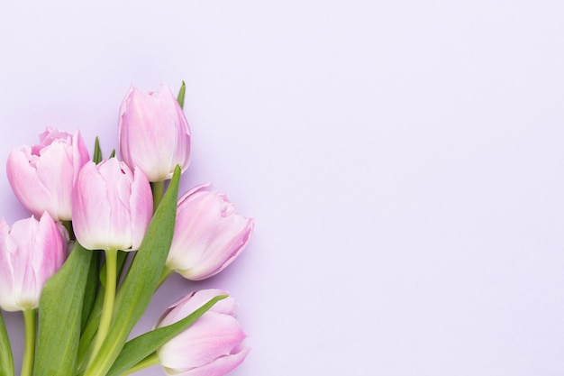 Lilac tulip flower on purple background Love International Women day Mother day and Happy Valentine day concept