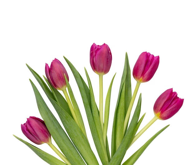 Fiore di tulipano lilla su sfondo bianco amore giornata internazionale della donna festa della mamma e concetto di giorno di san valentino felice