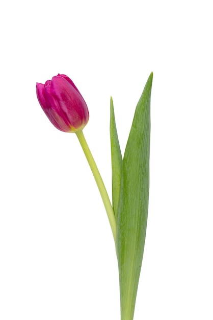 Lilac tulip flower on whitebackground Love International Women day Mother day and Happy Valentine day concept