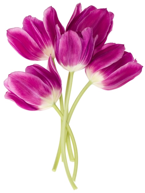 Lilac tulip flowers bouquet isolated on white background cutout