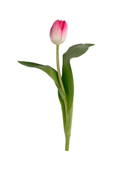 Цветы сиреневого тюльпана на белом фоне