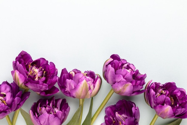 Lilac tulip flowers on pastel background