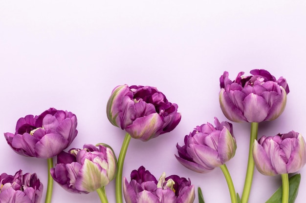 Lilac tulip flowers on pastel background