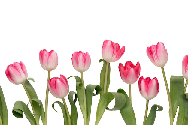 Lilac tulip flowers on white background