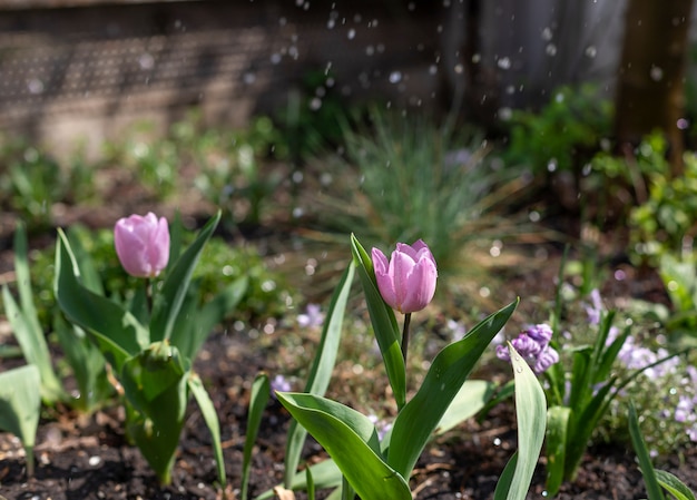 Lilac tulips on a flowerbed with drops of water on a sunny day