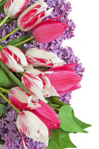 Lilac and tulips flowers on white