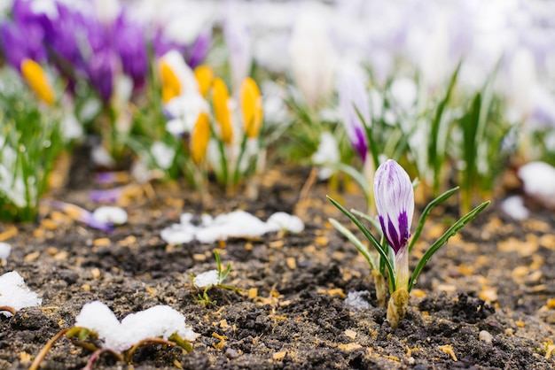 Lilac unblown crocuses bloom under the snow