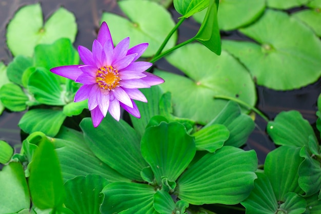 Lilac water lily on the water surface among green leaves Tropical floral background copy space