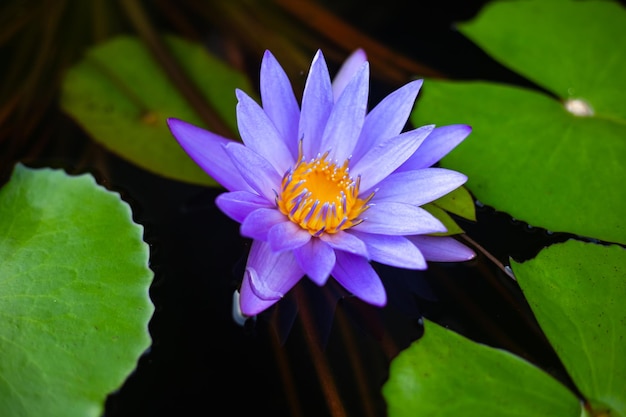 Lilac water lily with green leaves in the water in a tropical garden