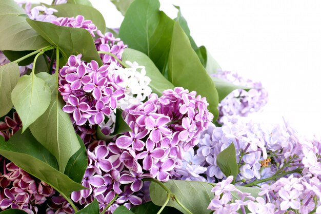 Lilac on white background spring