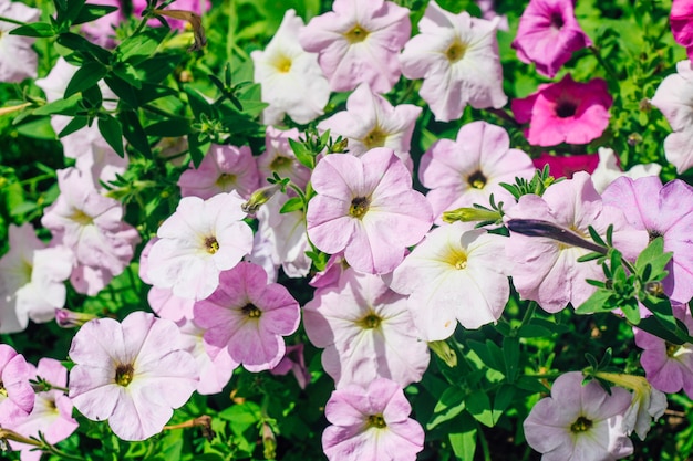 Lilac and white petunias in the garden close up on a green background