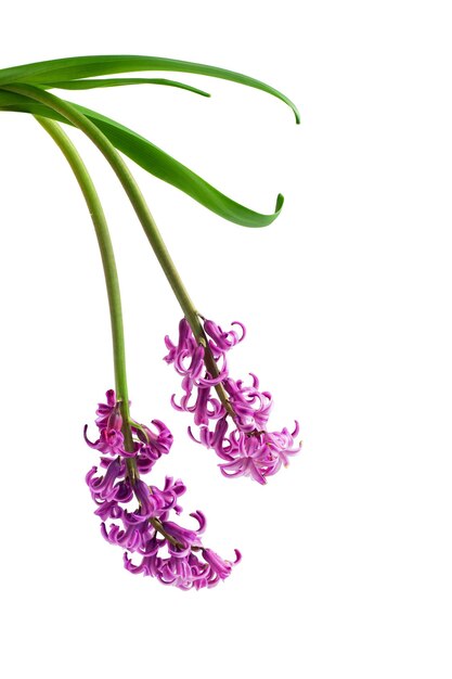 lilac with pink hyacinth isolated