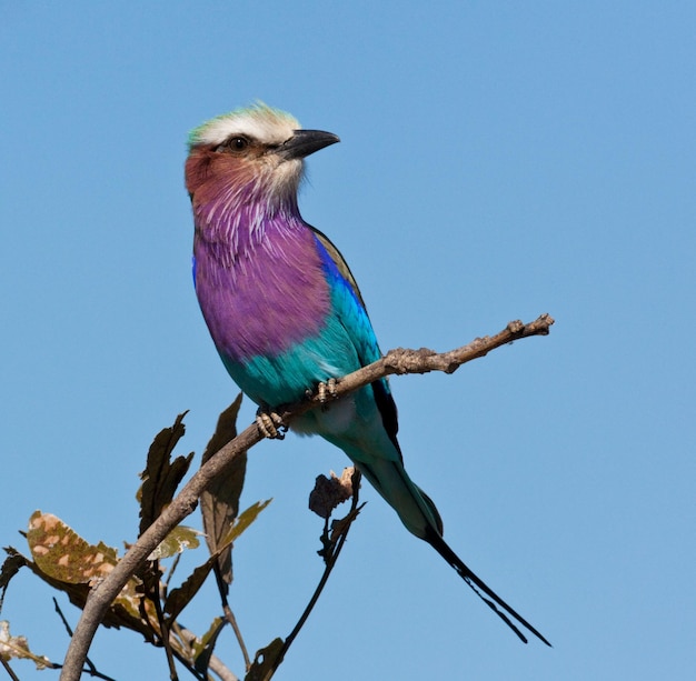 Lilacbreasted Roller Okavango Delta