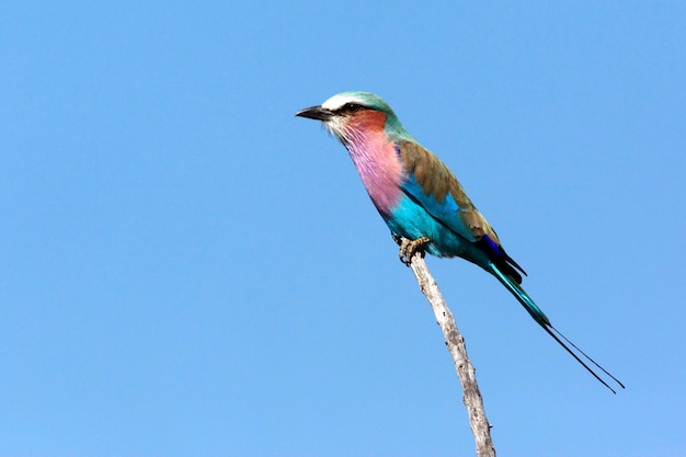 Lilacbrested Rollar Savuti region of Botswana