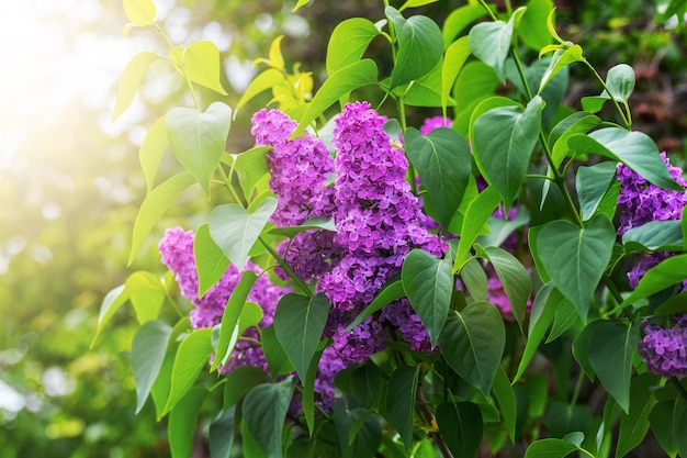 Lilacs are blooming Purple lilac flowers on a bush in sunlight