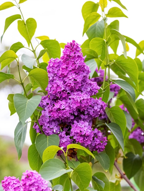 Lilacs are blooming Purple lilac flowers on a bush in sunlight