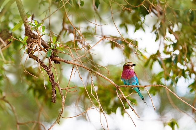 Lilc-breasted rolvogel in boom