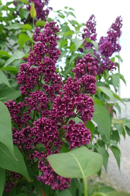 Liliac syringa flowers bush blossom spring summer image many\
small flowers on bush branch liliac