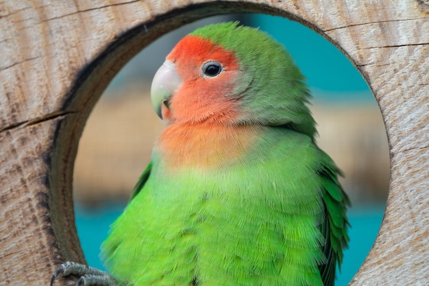 Photo lilian's lovebird green exotic parrot bird