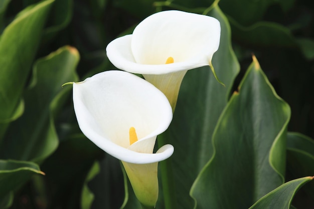 Lilies in a field of green