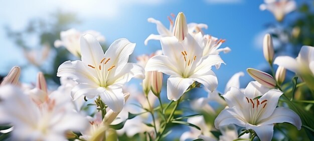 ライラーズの花は白いライラックス ピンクの朝の露の水滴で