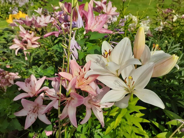 Photo lilies in the garden