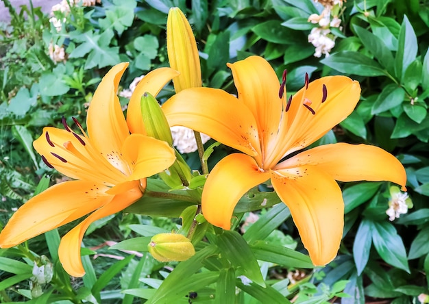 Lilies growing in the flowerbed