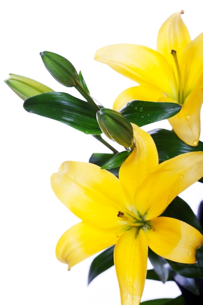 Lilies isolated over white background