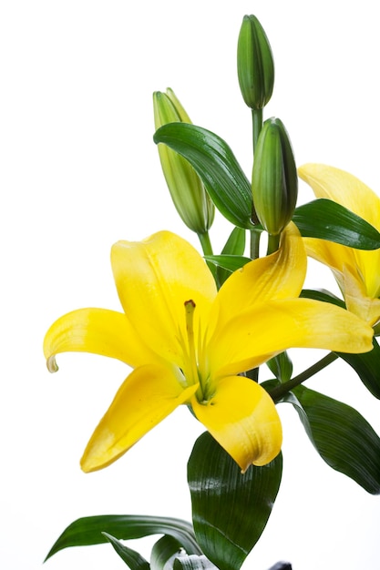 Lilies isolated over white background