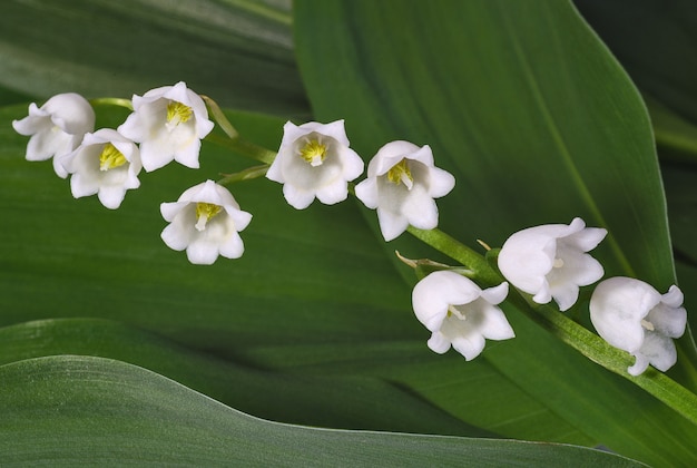 Lilies of the valley close up