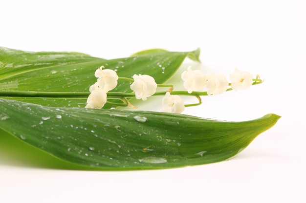 Lilies of the valley isolated on white background