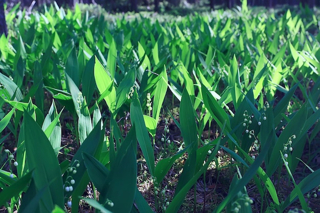 Mughetti nella foresta primaverile, paesaggio nel parco di aprile, molti mughetti nel prato