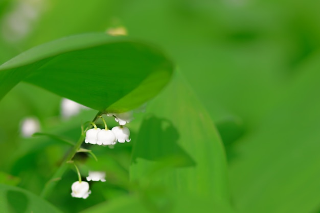 Lilies of the valley in the woods