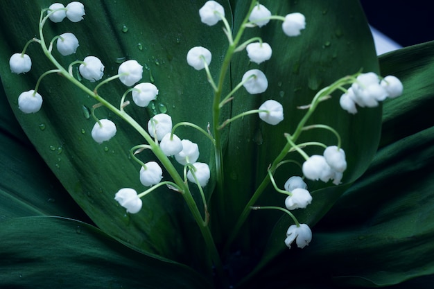 Lilies of the valley 