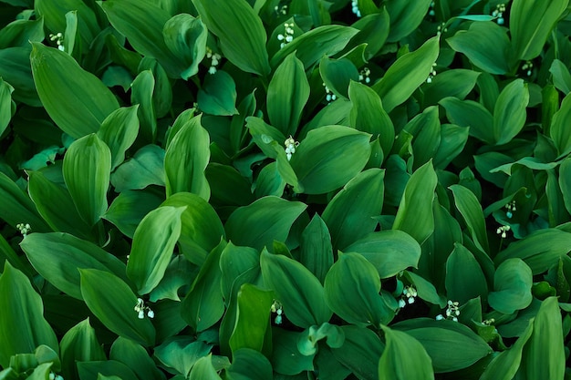 Lilies of the valleyy valley lily Spring flowers