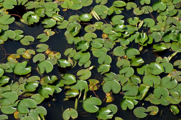 Lilies on the water in a pond in amsterdam