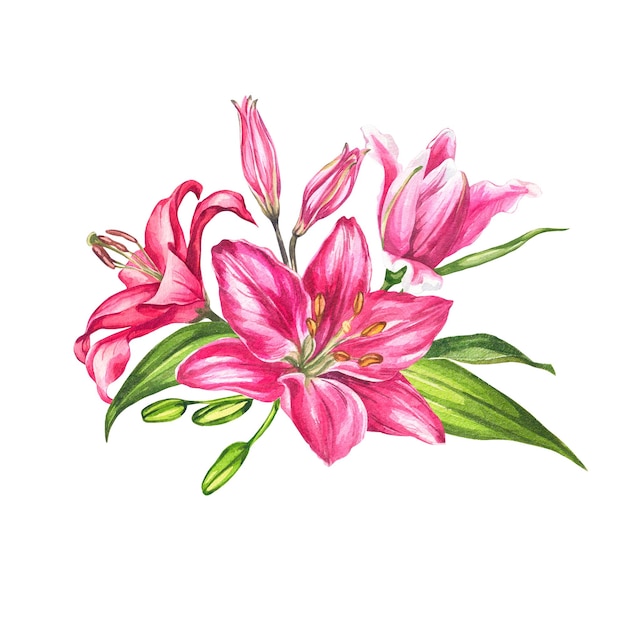 Лилии Акварель ботаническая иллюстрация Цветочная композиция