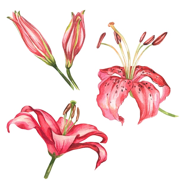 Lilies in watercolor Pink and red flowers and buds