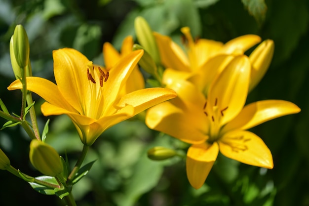 Lilies.  Yellow Lily flowers in the garden. Summer 