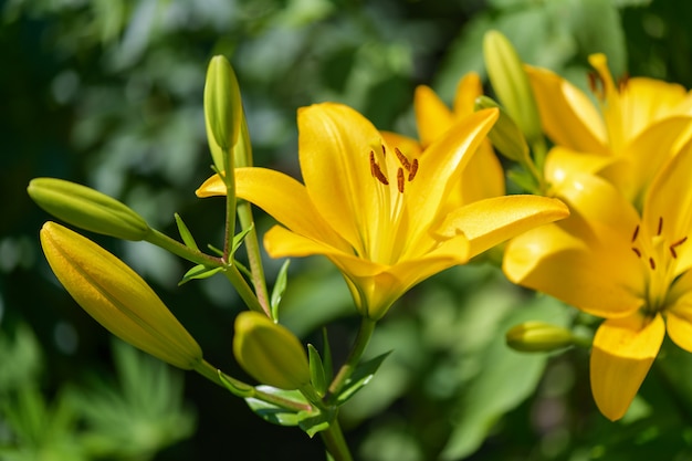 Lilies.  Yellow Lily flowers in the garden. Summer 