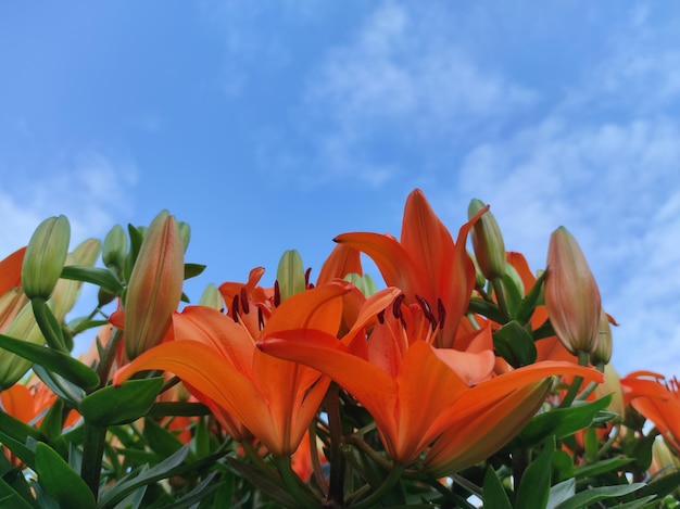 Lilium bulbiferum or orange lily, fire lily and tiger lily.