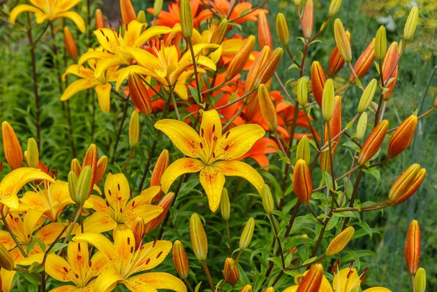 Lilium Geel bloeiende bloemen met waterdruppels op bloemblaadjes