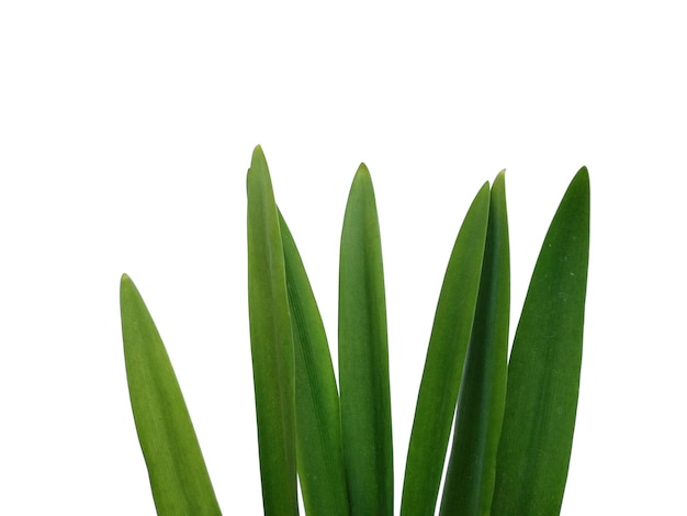 Lilium leaf or Lily leaves Isolated on white background