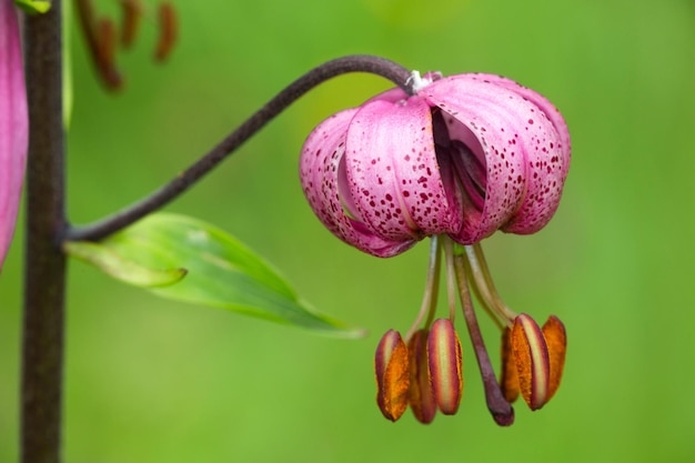 Foto lilium martagone