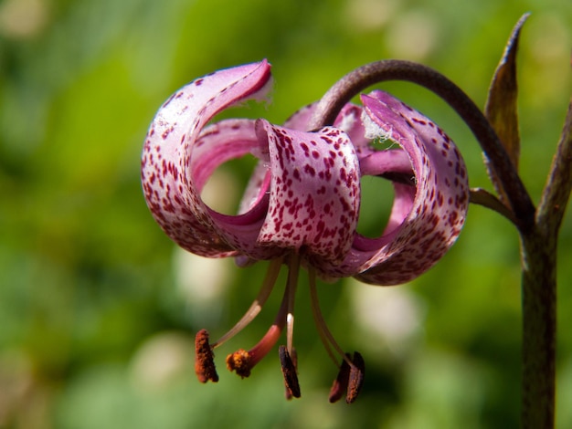 Lilium martagon